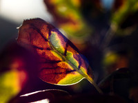 P1191897
